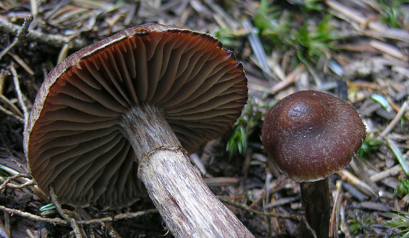 Cortinarius brunneus Fries.